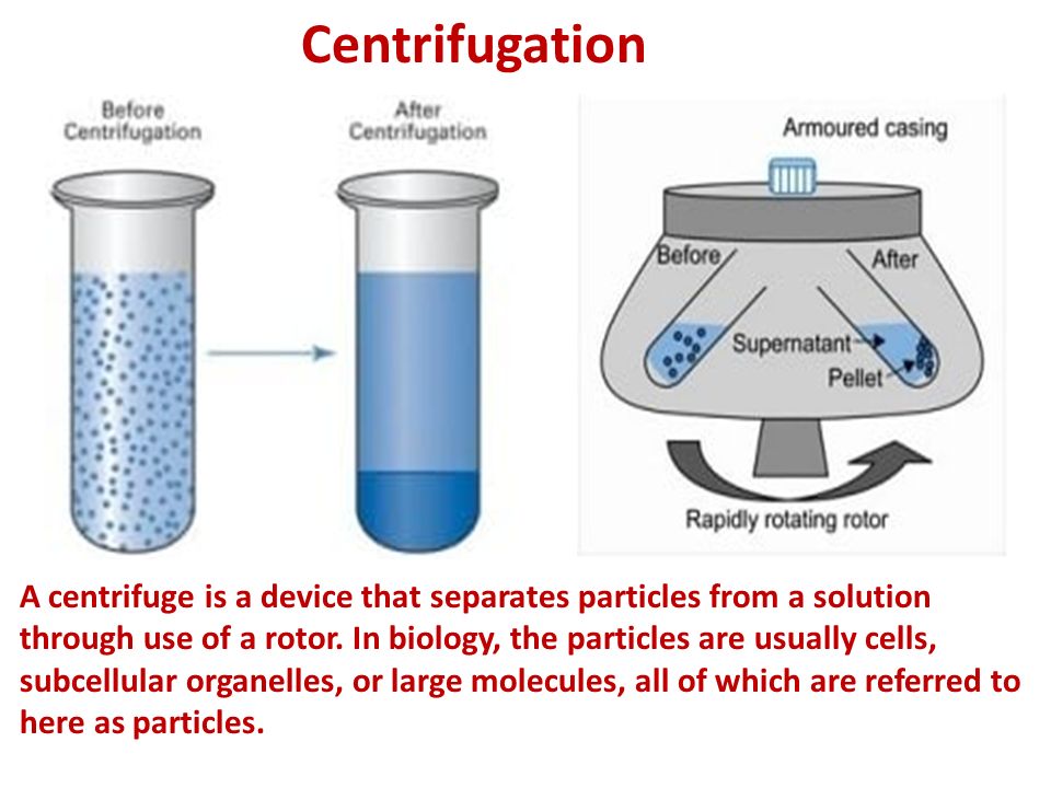 A centrifuge is a device that separates particles from a solution through  use of a rotor. In biology, the particles are usually cells, subcellular  organelles, - ppt download