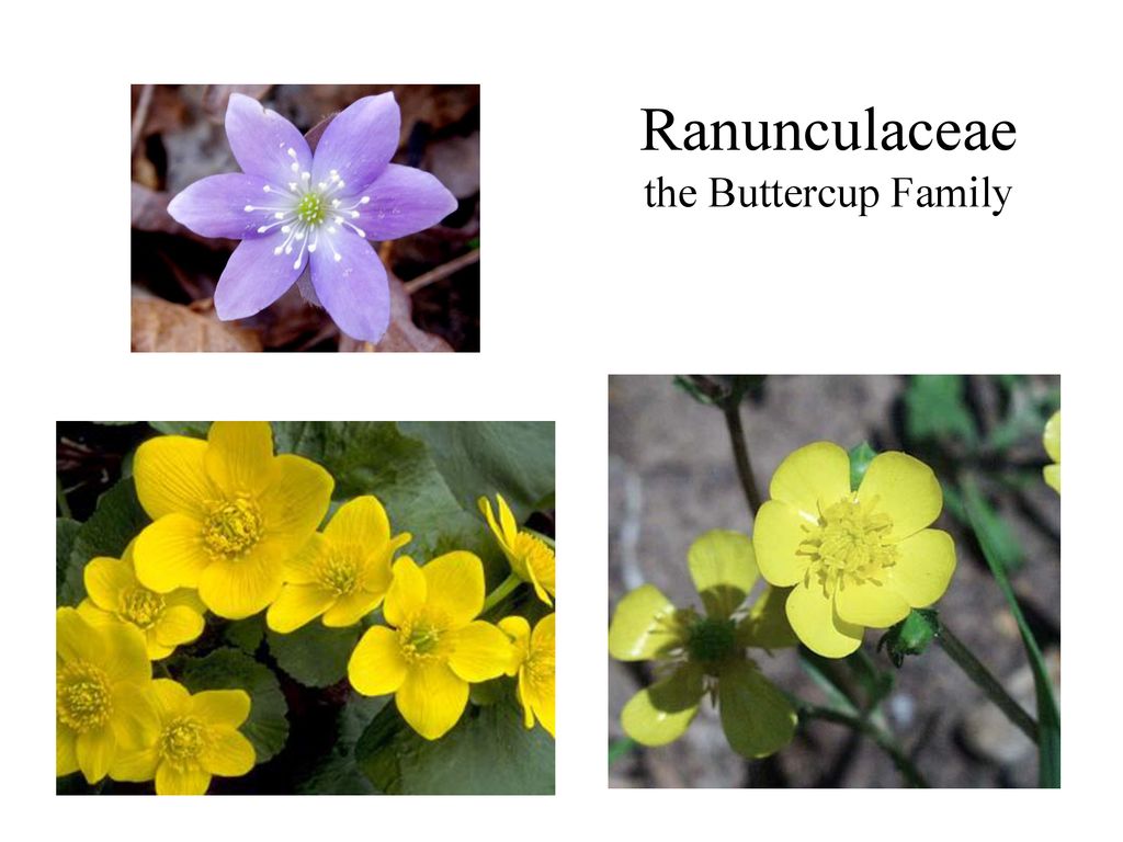Ranunculaceae the Buttercup Family BUTTERCUP Family - ppt download