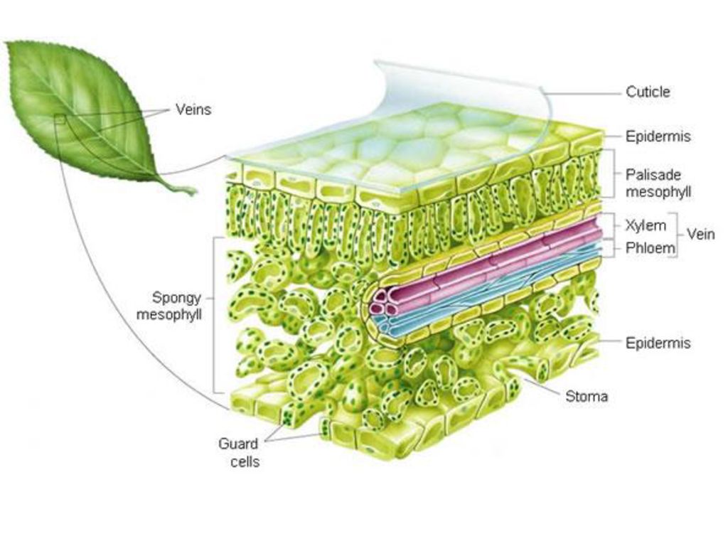 Анатомия растений ботаника. Эпидермис листа строение кутикула. Эпидерма растений кутикула. Строение кутикулы растений. Строение листа кутикула.