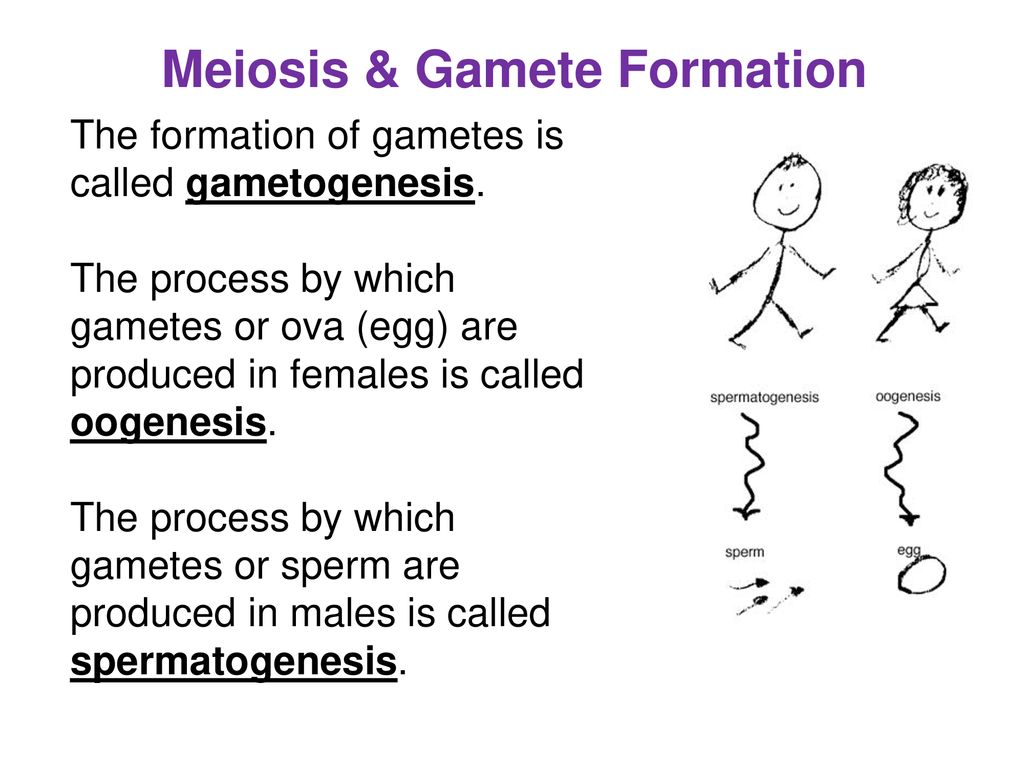 Gamete Definition gamete-definition
