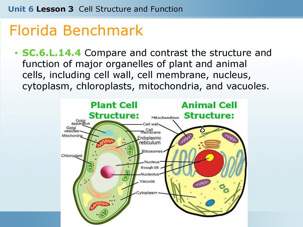 Unit 6 Lesson 3 Cell Structure and Function - ppt download