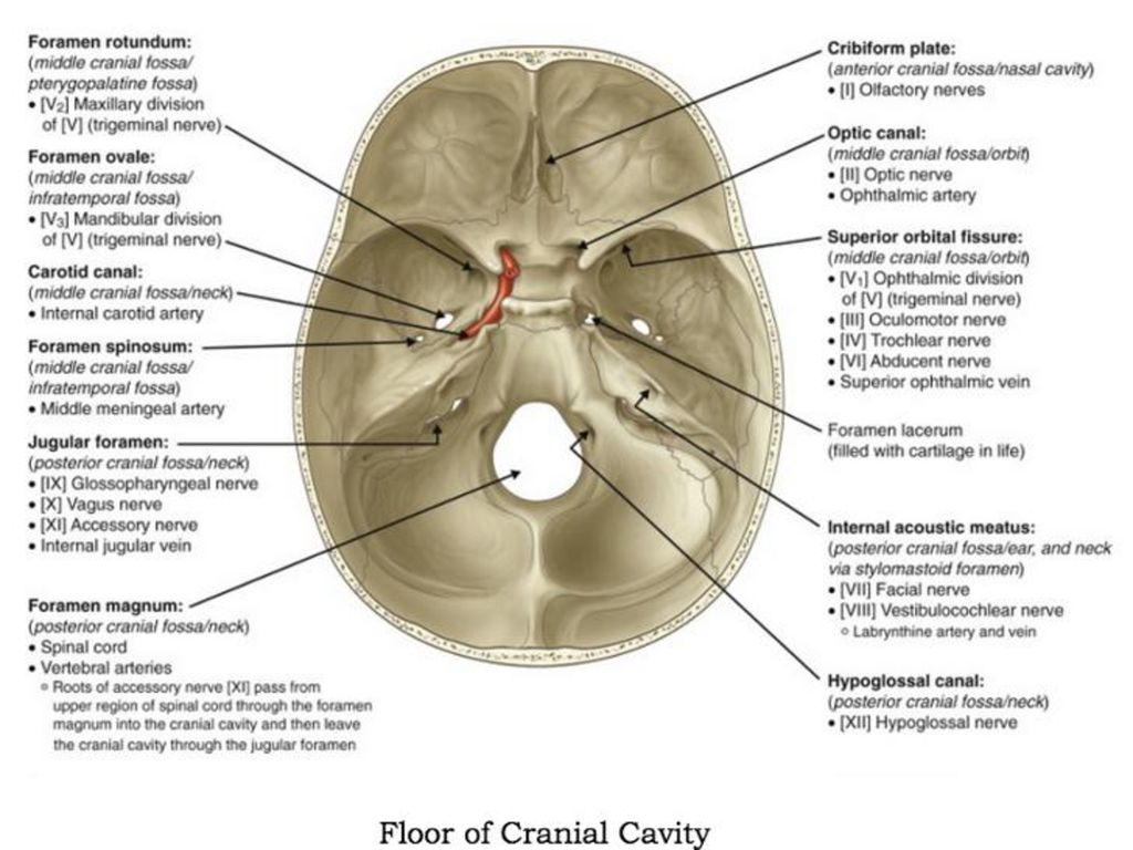 Отдельный отверстие. Foramen ovale анатомия. Внутреннее основание черепа анатомия. Форамен ротундум. Круглое отверстие - foramen rotundum.