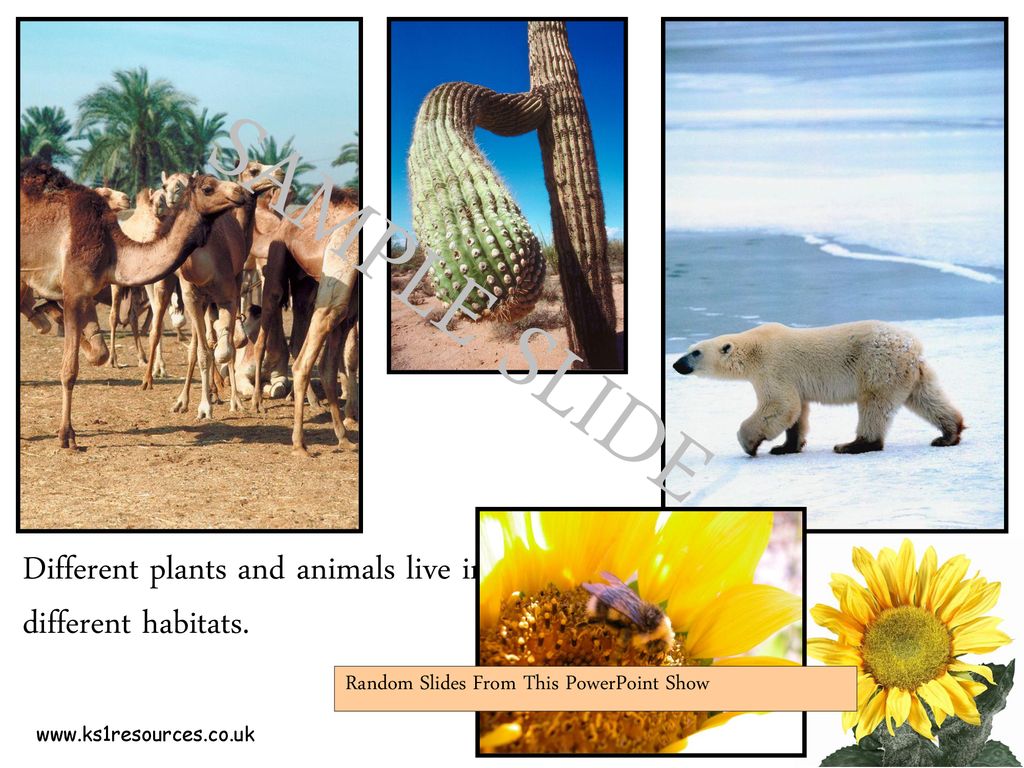 SAMPLE SLIDE Different plants and animals live in different habitats. - ppt download SAMPLE SLIDE Different plants and animals live in different habitats. - ppt download