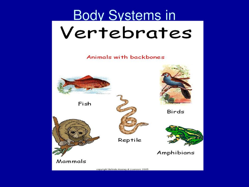 Body Systems in Vertebrate Animals - ppt download Body Systems in Vertebrate Animals - ppt download