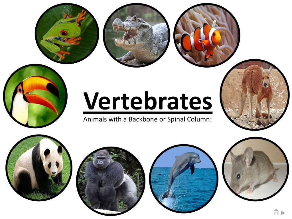 Vertebrates Animals with a Backbone or Spinal Column: - ppt download
