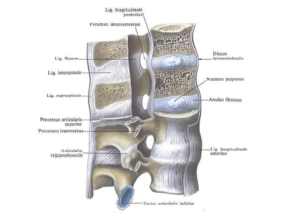 Соединения позвоночника суставы. Соединение позвонков вид сбоку. Суставы поясничного отдела позвоночника анатомия. Передняя продольная связка позвоночного столба. Связки позвоночника анатомия таблица.