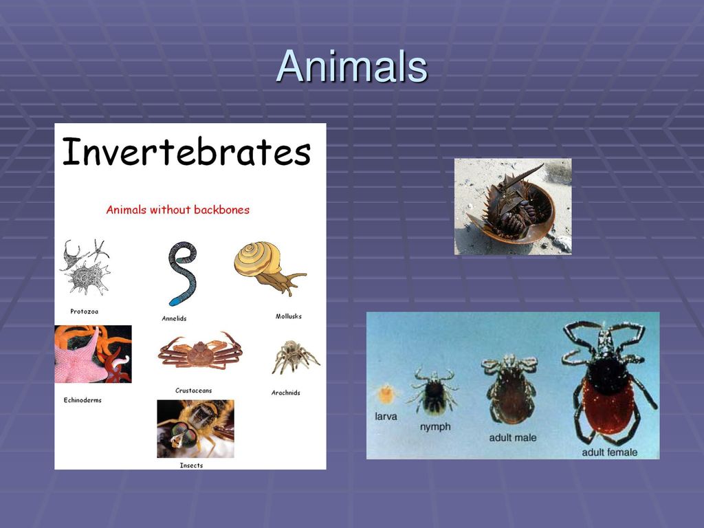 Animals. - ppt download Animals. - ppt download