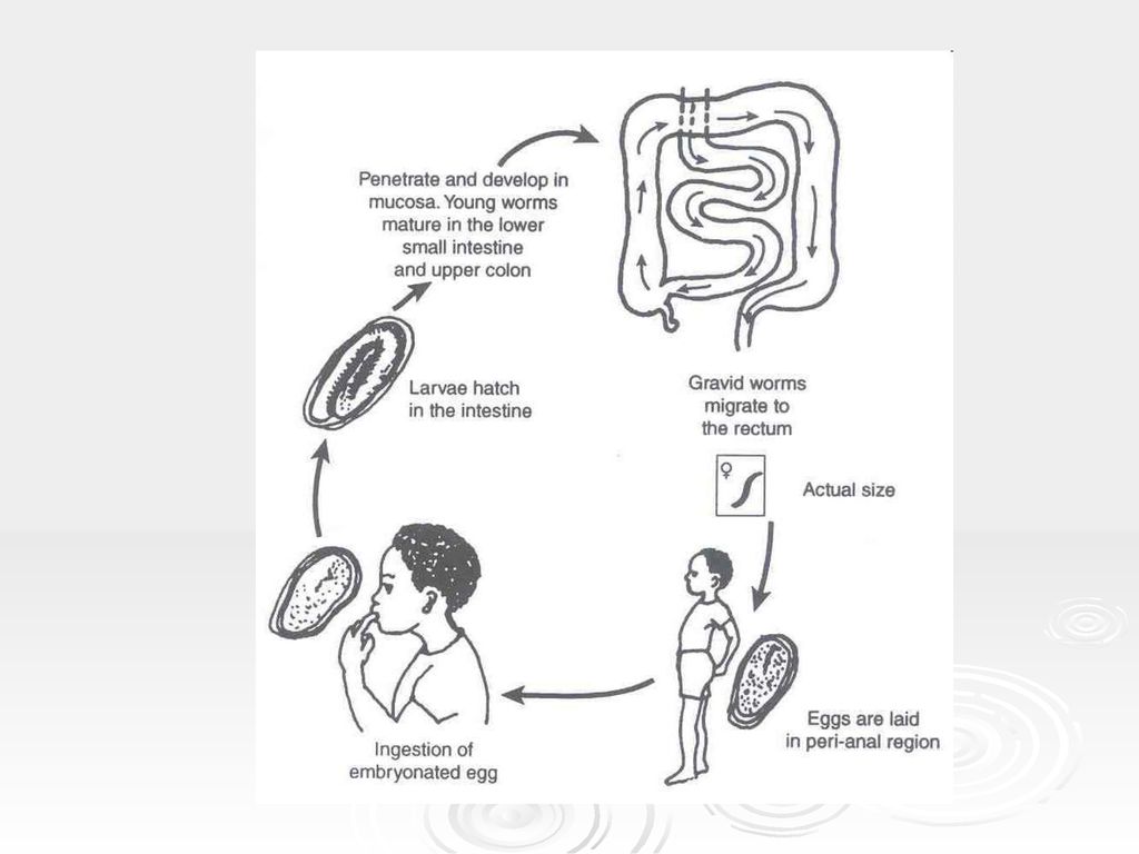 enterobiosis pinworm fejlődési ciklusa