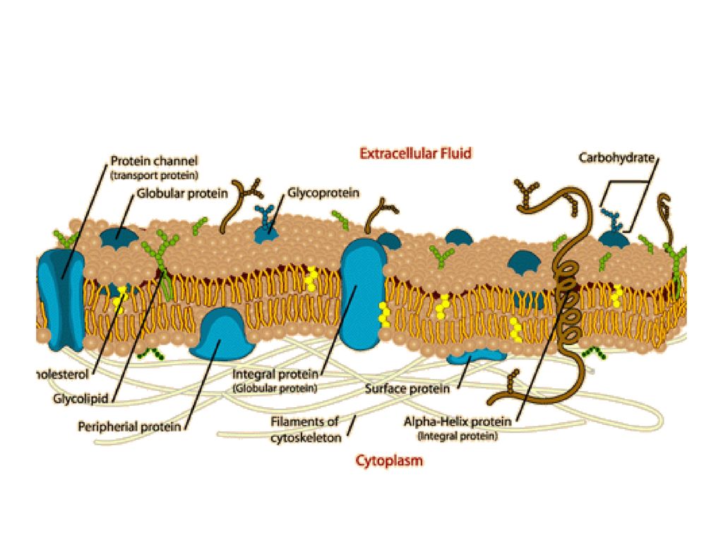 A Tour Of The Cell Chapter Ppt Download