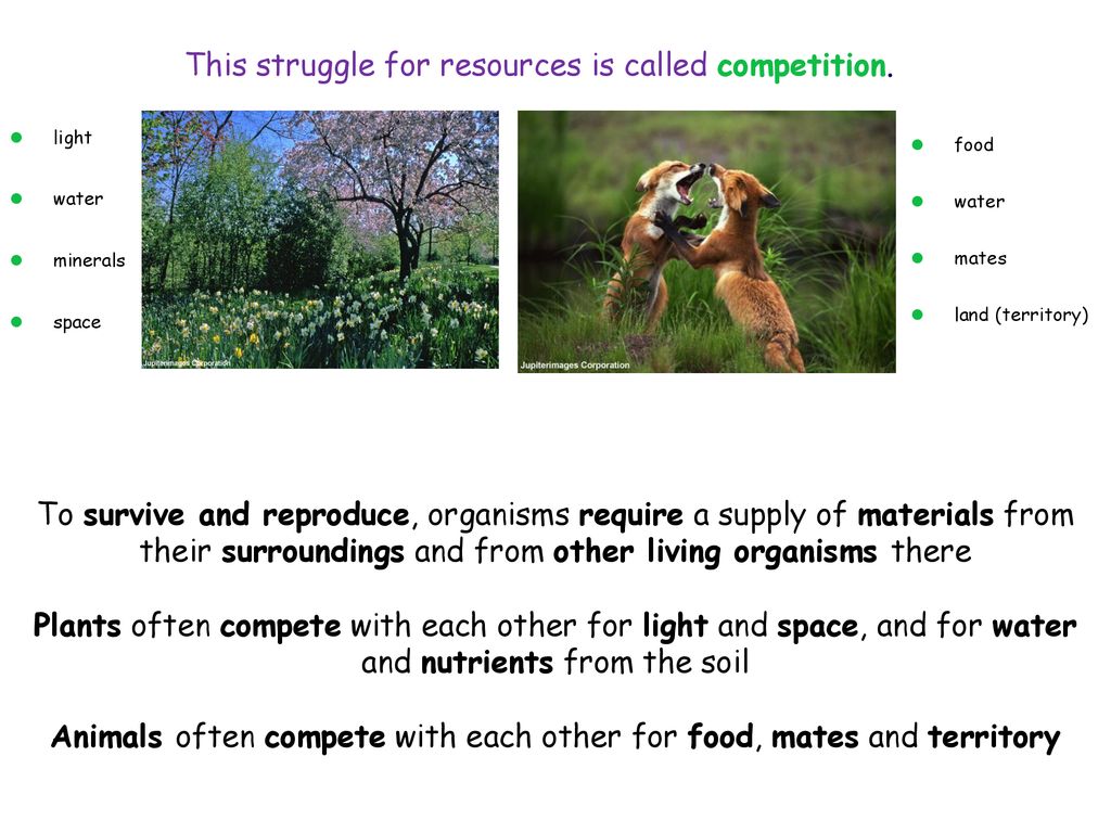 competition between animals over food