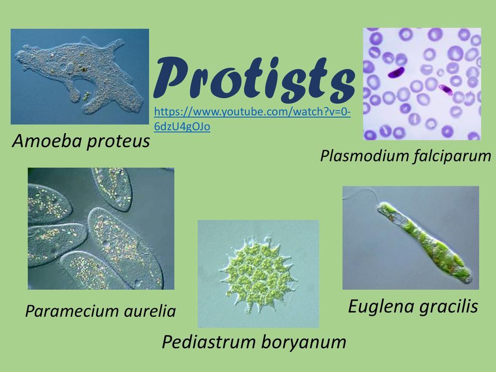 protista amoeba