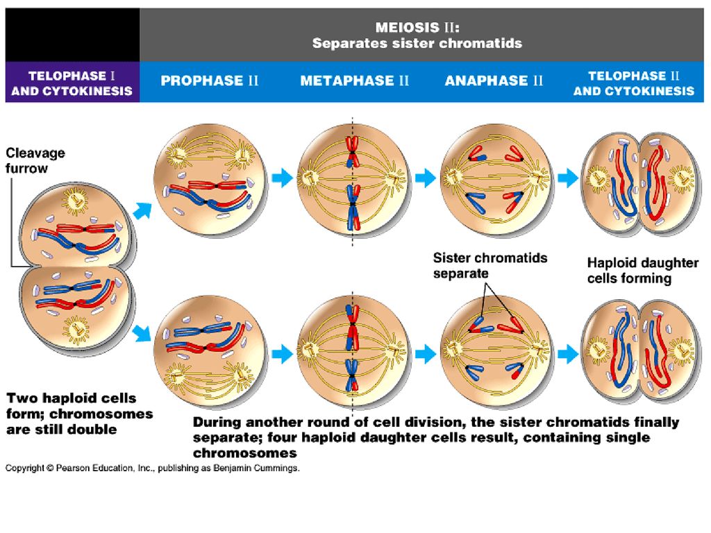 Meiosis and Genetic Variation Biology Diagrams