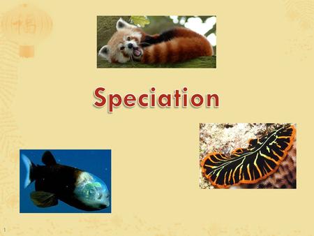 1 1.  We can’t define a species by looks alone! If we defined a species as looking similar, these would ALL be two separate species! 2.