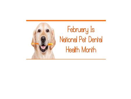 Pets are not brushing or flossing on a daily basis,