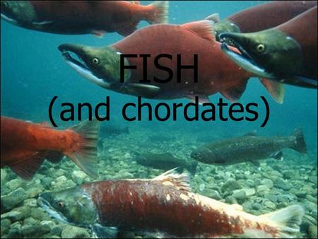 FISH (and chordates).