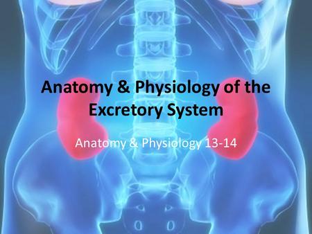 Anatomy & Physiology of the Excretory System