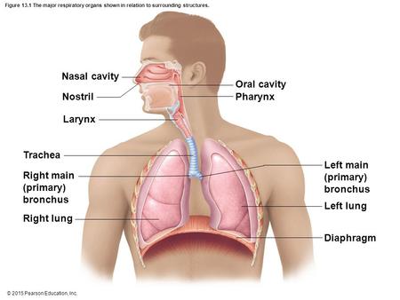 Nasal cavity Oral cavity Nostril Pharynx Larynx Trachea Left main