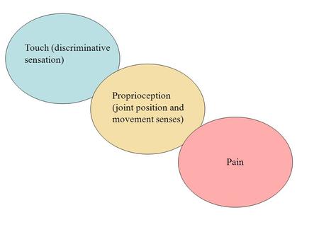 Touch (discriminative sensation) Proprioception (joint position and movement senses) Pain.