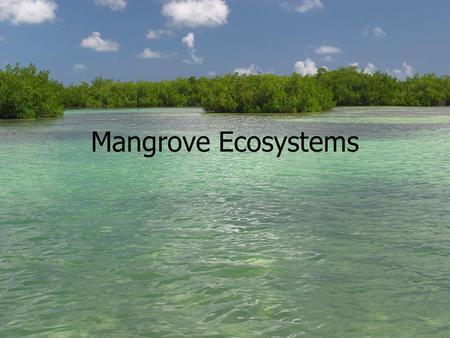 Mangrove Ecosystems. What are Mangroves? Mangroves are plants that grow in tidal areas. The word mangrove can describe a single plant or it can refer.