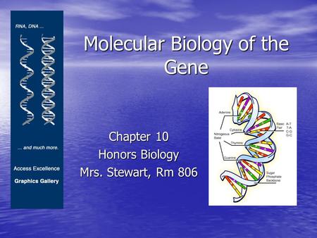 Molecular Biology of the Gene Chapter 10 Honors Biology Mrs. Stewart, Rm 806.