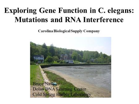 Exploring Gene Function in C. elegans: Mutations and RNA Interference