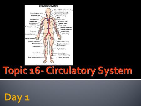 Topic 16- Circulatory System