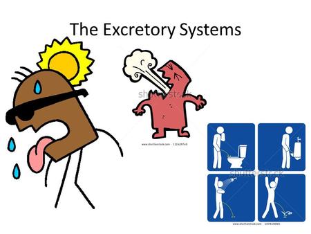 The Excretory Systems.