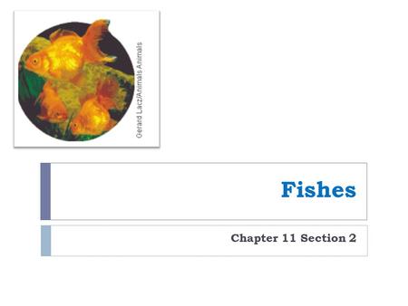 Fishes Chapter 11 Section 2. Characteristics of Fishes  Vertebrate  Lives in the water  Uses fins to move  Ectotherms  Obtain oxygen through gills.