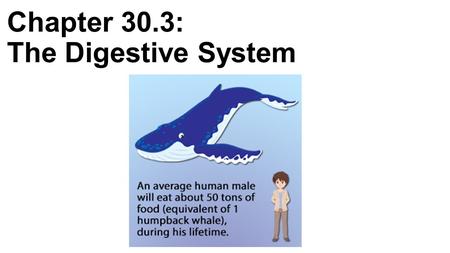 Chapter 30.3: The Digestive System