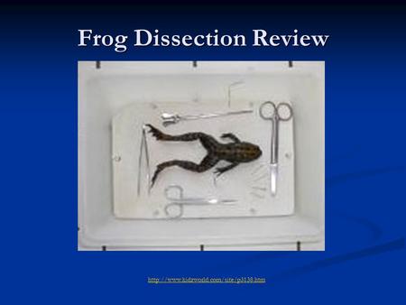 Frog Dissection Review