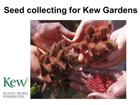 Seed collecting for Kew Gardens. Collecting in the field Kew scientists travel to many different countries to collect seed. This seed will be ‘banked’