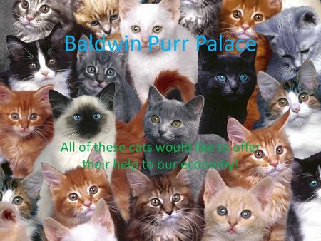 Baldwin Purr Palace All of these cats would like to offer their help to our economy!