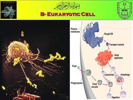 B- Eukaryotic Cell.