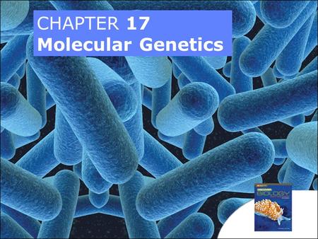 CHAPTER 17 Molecular Genetics. Why do Animals look the same?