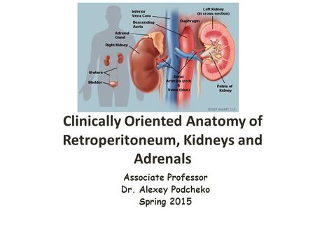 Clinically Oriented Anatomy of Retroperitoneum, Kidneys and