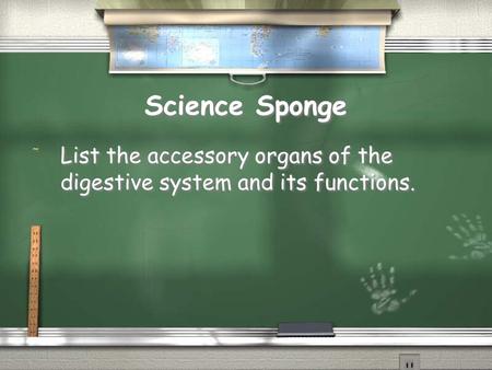 Science Sponge / List the accessory organs of the digestive system and its functions.