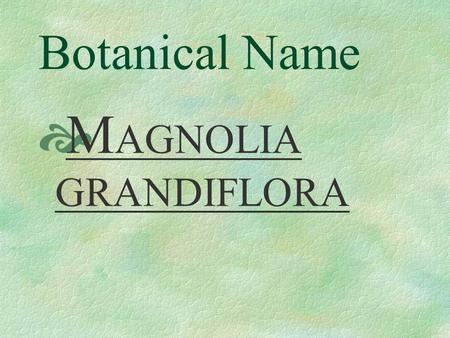 Botanical Name  M AGNOLIA GRANDIFLORA Pronunciation  mag - NOL - yah grand-i- FLOR -ah.