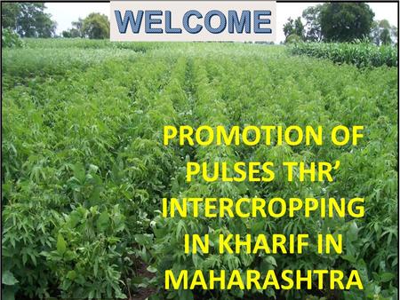 PROMOTION OF PULSES THR’ INTERCROPPING IN KHARIF IN MAHARASHTRA.