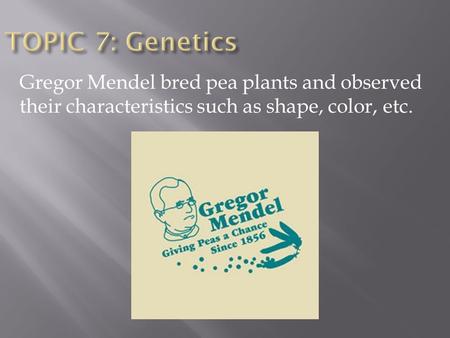 Gregor Mendel bred pea plants and observed their characteristics such as shape, color, etc.