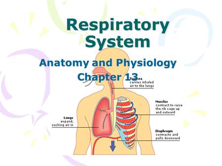 Respiratory System Anatomy and Physiology Chapter 13.