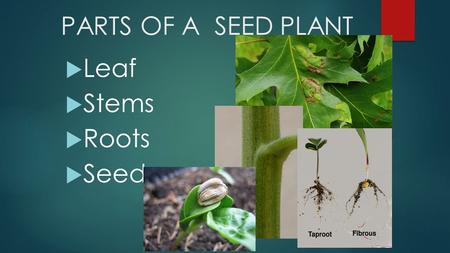 PARTS OF A SEED PLANT Leaf Stems Roots Seeds.