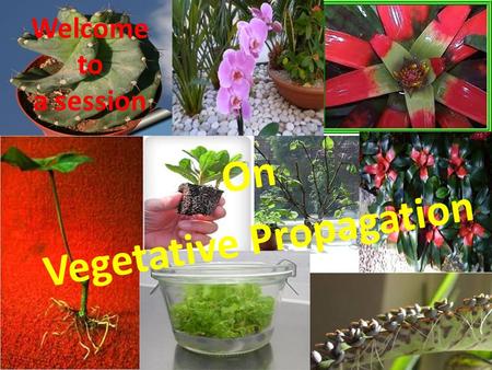 On Vegetative Propagation