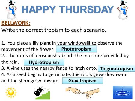 HAPPY THURSDAY BELLWORK: Write the correct tropism to each scenario. 1. You place a lily plant in your windowsill to observe the movement of the flower.