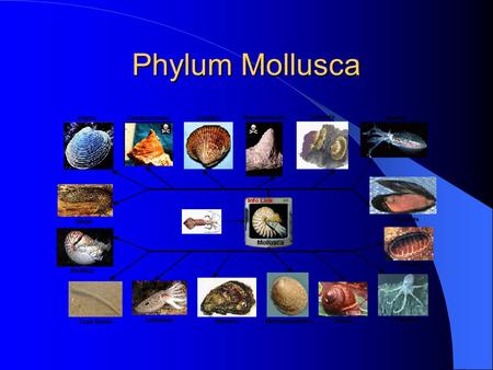 Phylum Mollusca.