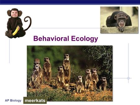 AP Biology Behavioral Ecology meerkats. AP Biology Why study behavior?  Evolutionary perspective…  part of phenotype  acted upon by natural selection.