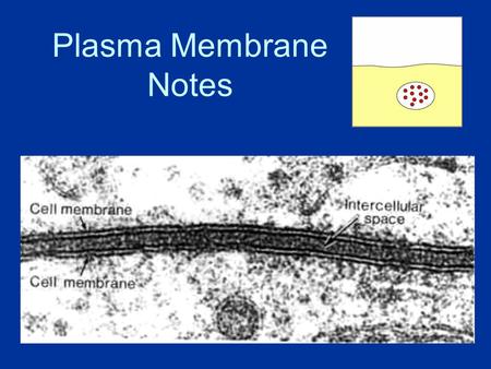 Plasma Membrane Notes. About Cell Membranes 1.All cells have a cell membrane 2.Functions: a.Controls what enters and exits the cell to maintain an internal.