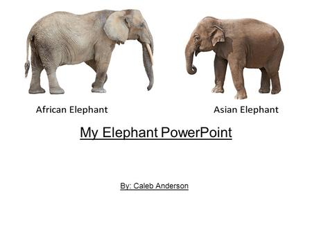 My Elephant PowerPoint