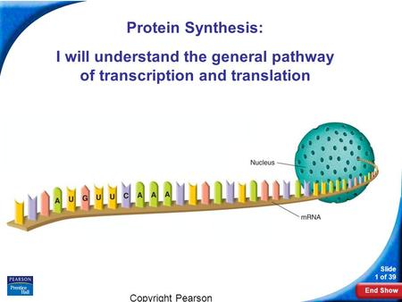 End Show Slide 1 of 39 Copyright Pearson Prentice Hall Biology Protein Synthesis: I will understand the general pathway of transcription and translation.