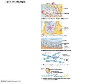 Figure 11.3 Neuroglia. © 2014 Pearson Education, Inc. Capillary Neuron