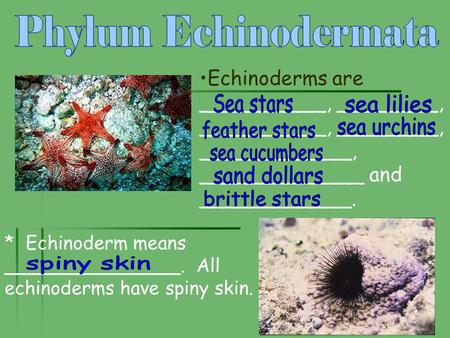 Phylum Echinodermata Sea stars sea lilies sea urchins feather stars